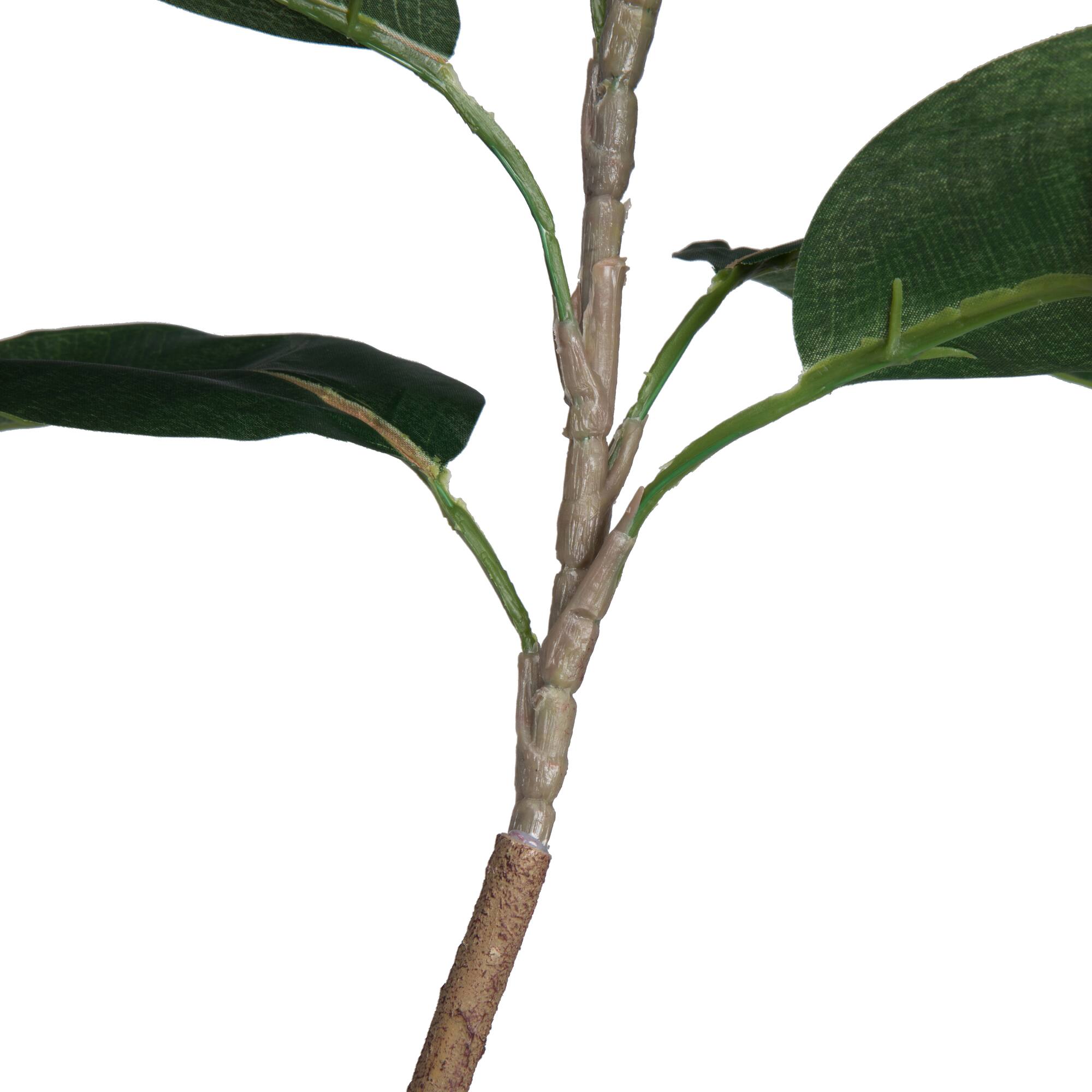 5ft. Potted Green Rubber Tree